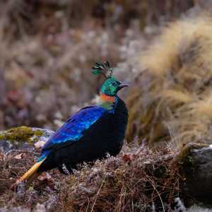 Monal - the State bird of Uttarakhand
